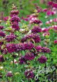 Monarda Citriodora-Hybr. 'Bergamo'